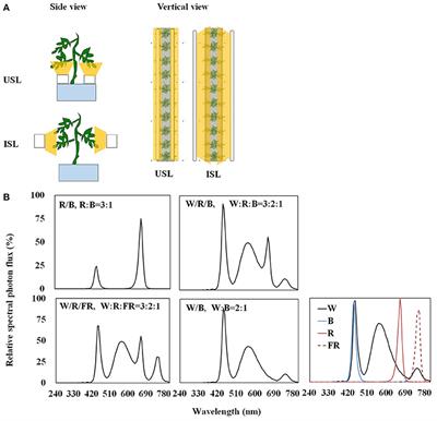 Polychromatic Supplemental Lighting from underneath Canopy Is More Effective to Enhance Tomato Plant Development by Improving Leaf Photosynthesis and Stomatal Regulation